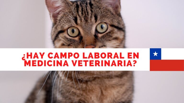 Dónde estudiar veterinaria en Chile